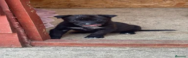 Belgian Shepherd Dog Puppy 8