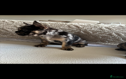 French Bulldog dogs for sale: French Bulldog puppies  - Image 8