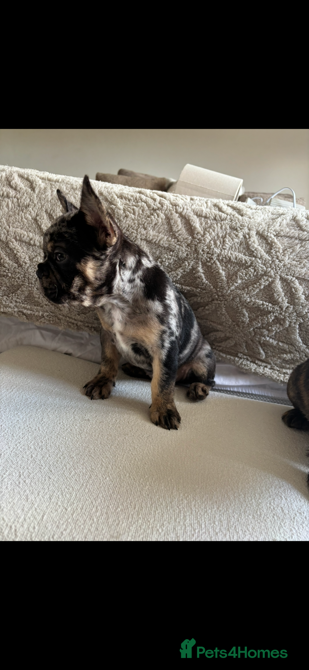 French Bulldog dogs for sale: French Bulldog puppies  - Image 8