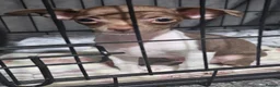Chihuahua dogs for sale: Chihuahua puppys - Advert 3