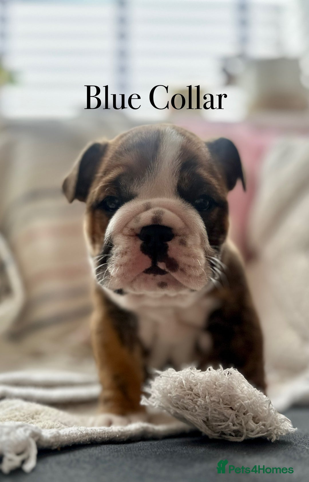 English Bulldog dogs for sale: READY NOW! vaccinated microchipped KC Bulldog pups in Rochford - Image 28