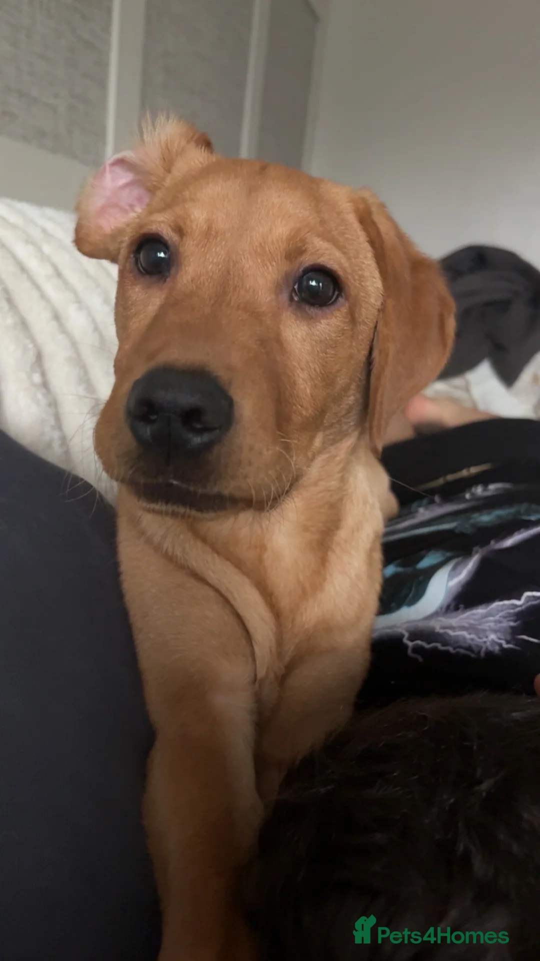 Labrador Retriever dogs for sale: 6 month old fox red lab  in Knaresborough - Advert 1