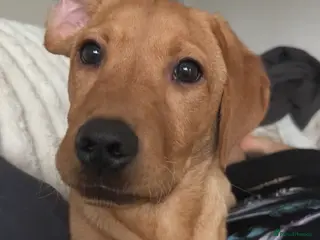 Labrador Retriever dogs 6 month old fox red lab - Advert 9