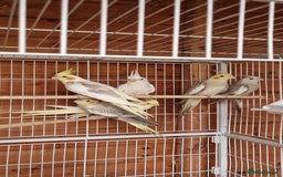Cockatiels birds for sale: Mixed young cockatiels  - Image 8