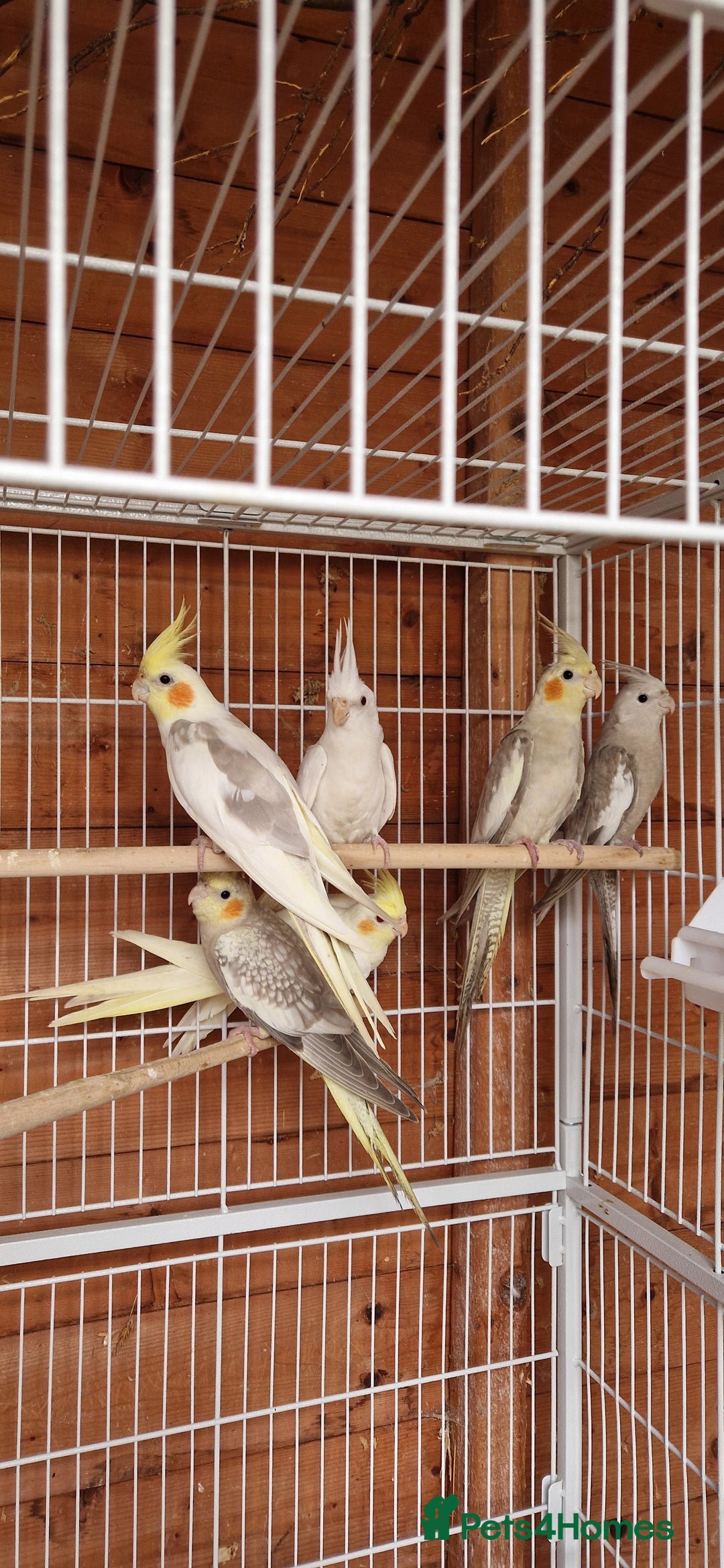 Cockatiels birds for sale: Mixed young cockatiels  - Image 8