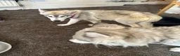 Siberian Husky dogs for sale: 3 Husky Puppies For Sale  - Advert 16