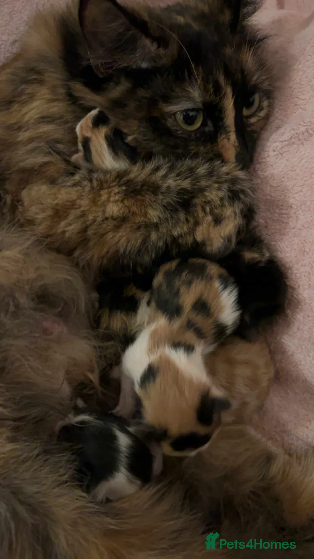 Mixed Breed cats for sale: Beautiful kittens long hair  - Advert 16