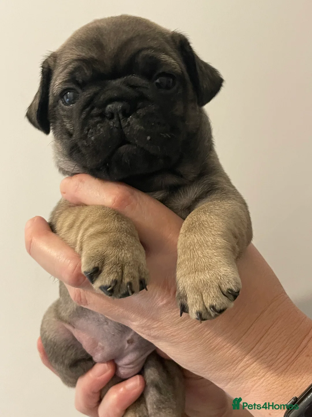 Frug dogs for sale: Pug pups in Larbert - Advert 4