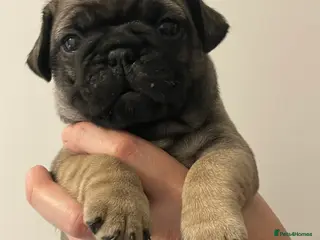 Frug dogs Frug pups - Advert 2