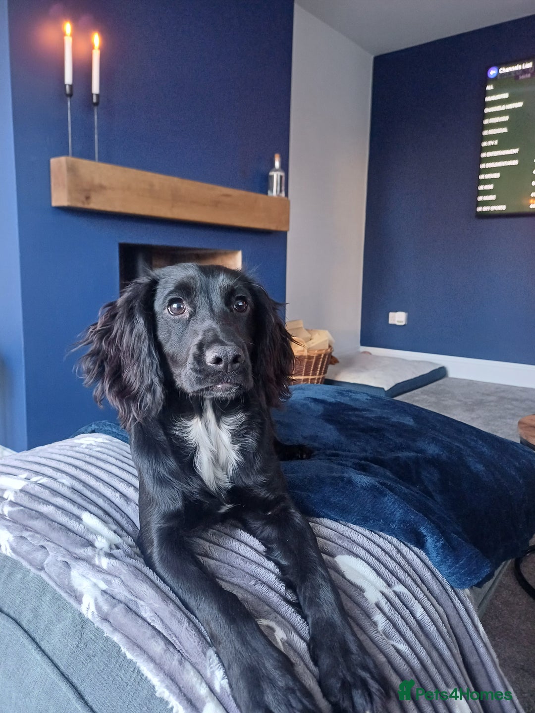Cocker Spaniel dogs for sale: Cocker spaniel  in Gateshead - Image 1