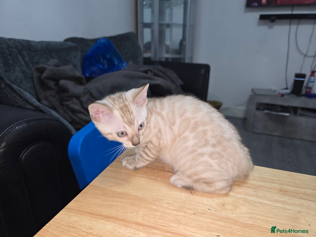Bengal cats for sale: BLUE EYE SNOW BENGAL LYNC TICA ACTIVE - Image 19