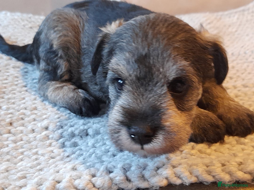Miniature Schnauzer dogs for sale: Rockybobs Miniature Schnauzers  - Image 4
