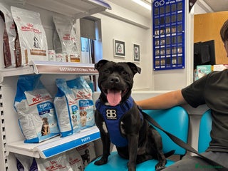 Staffordshire Bull Terrier dogs - Advert 10