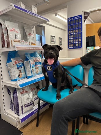 Staffordshire Bull Terrier dogs - Advert 1