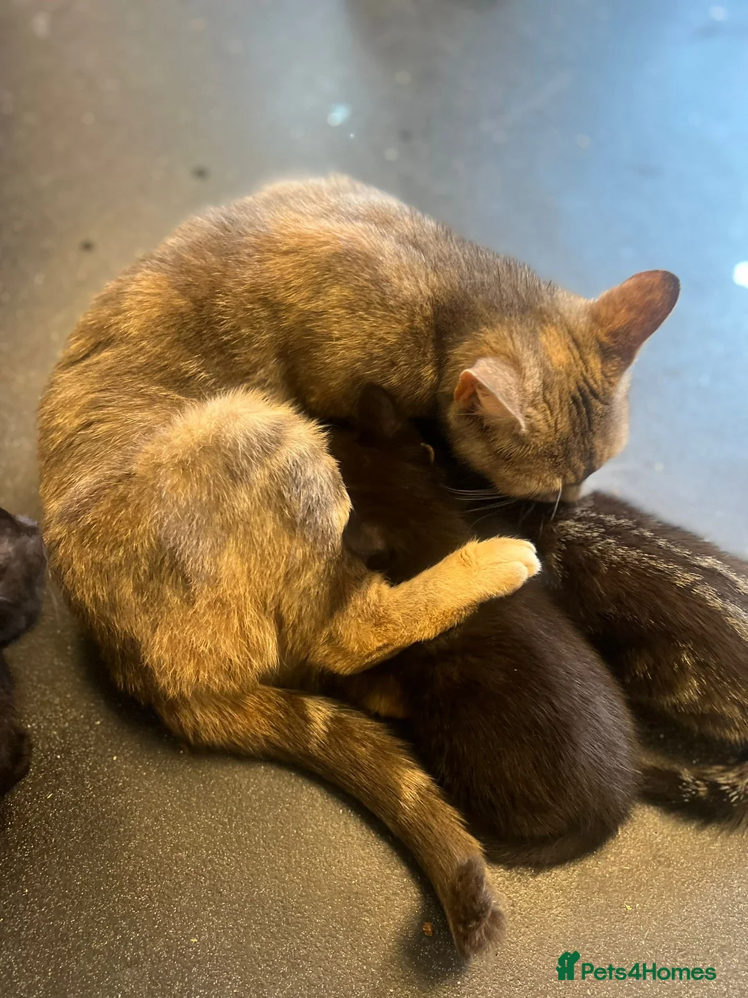 Mixed Breed cats for sale: Adorable Tabby x British Shorthai Ready ✨ in Dunstable - Advert 2