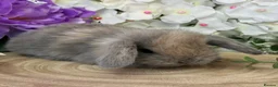 Mini Lop rabbits for sale: Mini Lop Bunnies - Advert 13