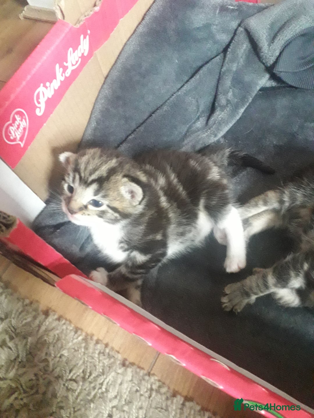 Mixed Breed cats for sale: 3 beautiful kittens  in Wakefield - Image 3