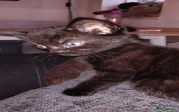 Mixed Breed cats for sale: 3 Kittens for Sale  - Image 3