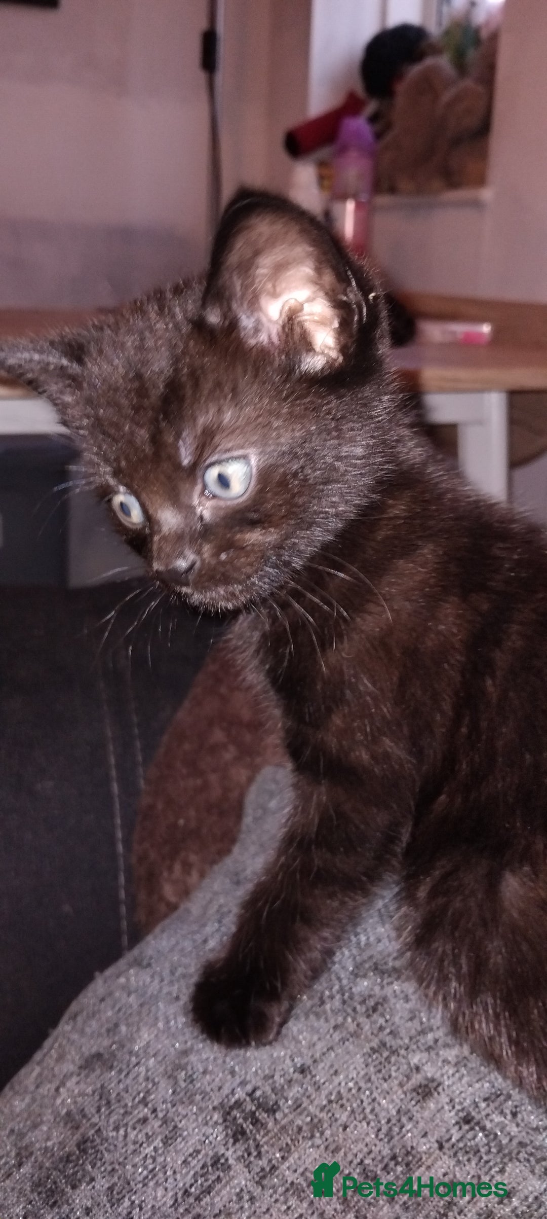 Mixed Breed cats for sale: 3 Kittens for Sale  - Image 3