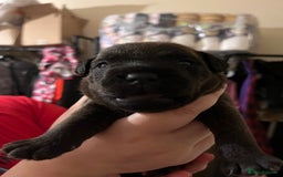 Patterdale Terrier dogs for sale: Patterdale puppies good bloodlines - Image 2