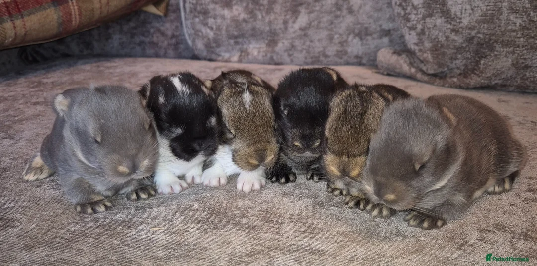 French Lop rabbits for sale: Beautiful Socialised French Lops - Advert 2