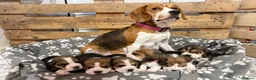 Beagle dogs for sale: Beautiful Pedigree Tri Colour Beagle Puppies - Advert 1