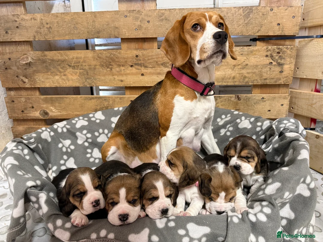 Beagle dogs for sale: Beautiful Pedigree Tri Colour Beagle Puppies - Advert 1