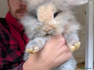 Mini Lion Lop rabbits 8 week old mini lion lop rabbits. - Advert 1