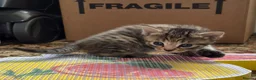Mixed Breed cats for sale: Male /female lovely kittens  - Advert 13
