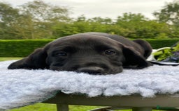 Springador dogs for sale: Gorgeous Springador Puppies - Image 2