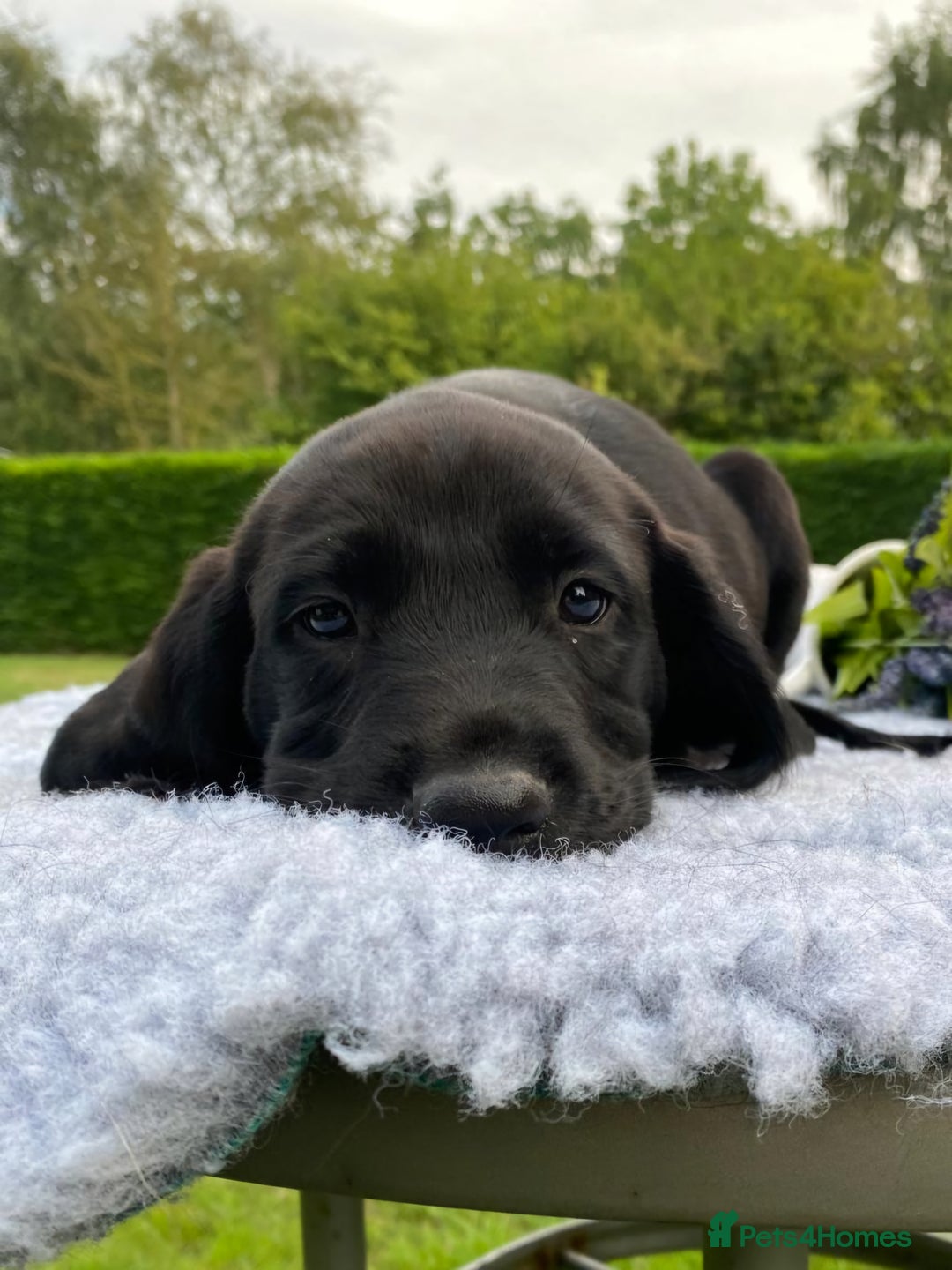 Springador dogs for sale: Gorgeous Springador Puppies - Image 2