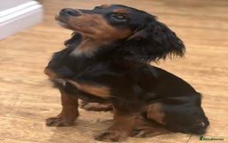 Cocker Spaniel dogs for stud: KC registered Champion bred working cocker  in Middlewich - Image 20
