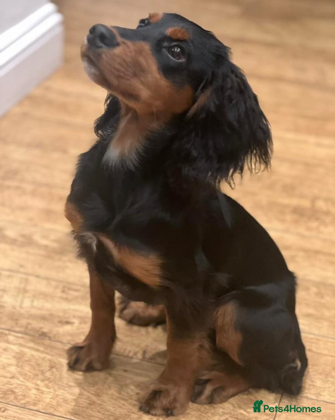 Cocker Spaniel dogs for stud: KC registered Champion bred working cocker  in Middlewich - Image 20