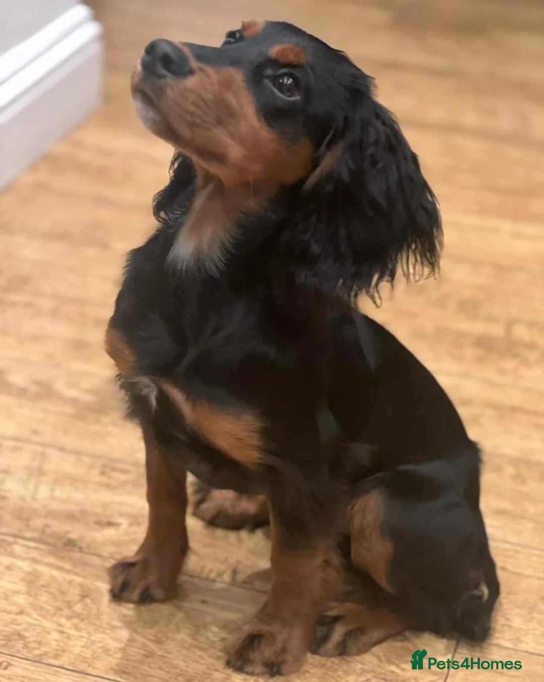 Cocker Spaniel dogs for stud: KC registered Champion bred working cocker  in Middlewich - Advert 20