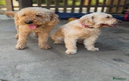 Mini Goldendoodle dogs for sale: Miniature Goldendoodle Puppies – Therapy Dog Mum - Image 9