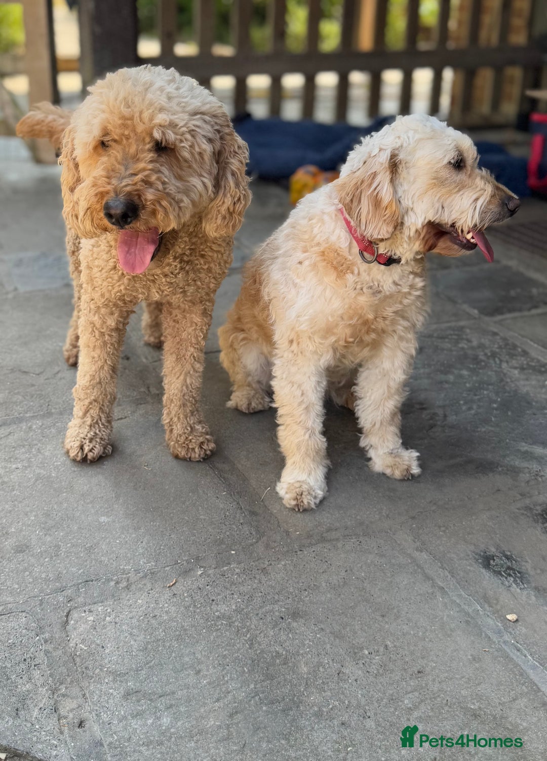 Mini Goldendoodle dogs for sale: Miniature Goldendoodle Puppies – Therapy Dog Mum - Image 9