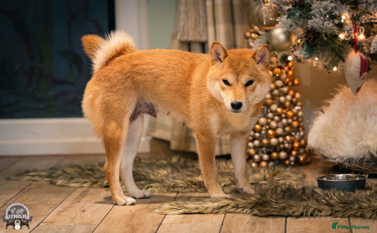 Japanese Shiba Inu dogs - Advert 1