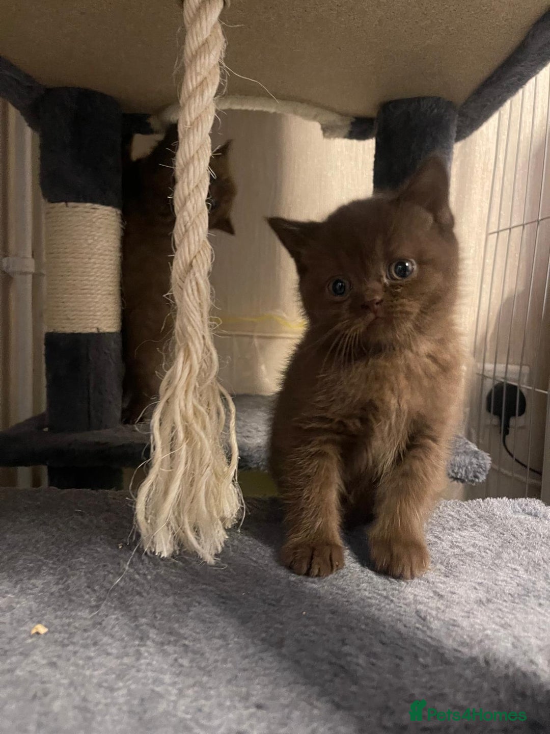 British Shorthair cats for sale: Purebred  British Shorthair Kittens - Advert 20