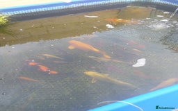 Koi Carp fish for sale: Koi carp  - Image 6