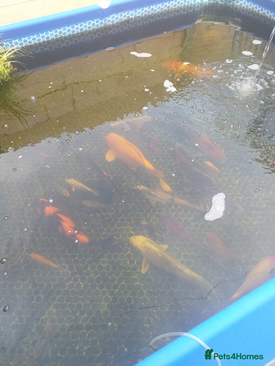 Koi Carp fish for sale: Koi carp  - Image 6