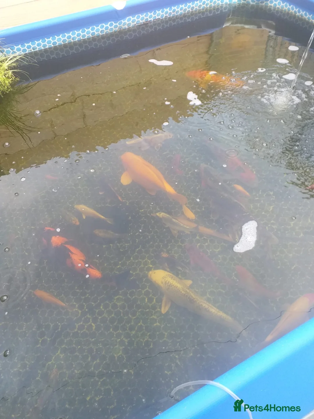 Koi Carp fish for sale: Koi carp  - Advert 6