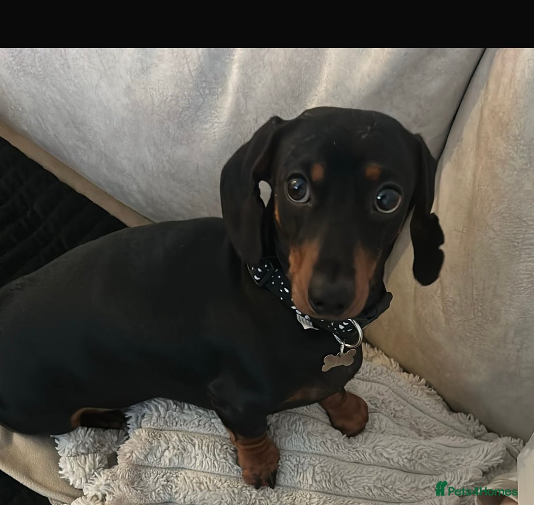 Dachshund dogs for sale: READY TO GO ! STUNNING MINI DACHSHUND - Image 10