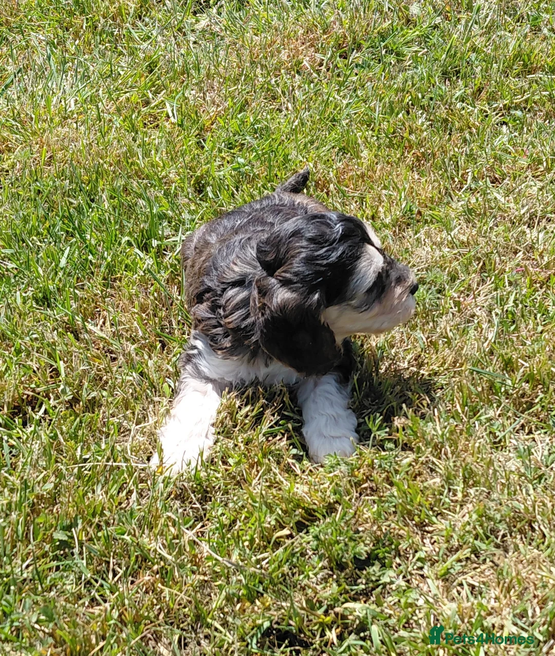 Cockapoo dogs for sale: Brilliant Cockalier-a-Poo Puppies – Ready Soon! - Advert 10