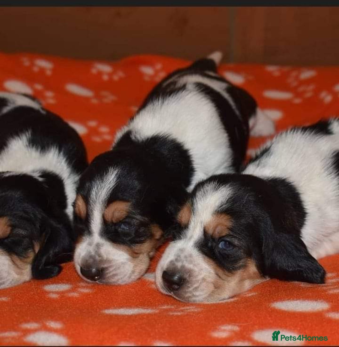 Basset Hound dogs for sale: Beautiful Basset Hound Puppies Available 🐾💛 - Image 2