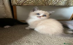 Persian cats for sale: Our cute adorable little female seal point  - Image 7