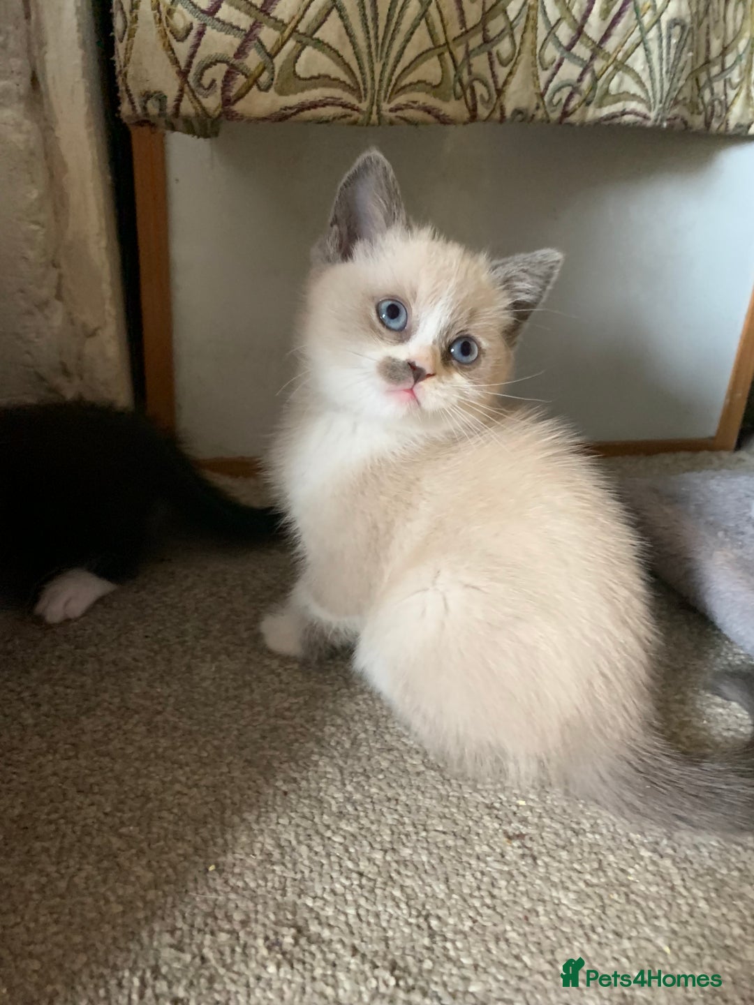 Persian cats for sale: Our cute adorable little female seal point  - Image 7