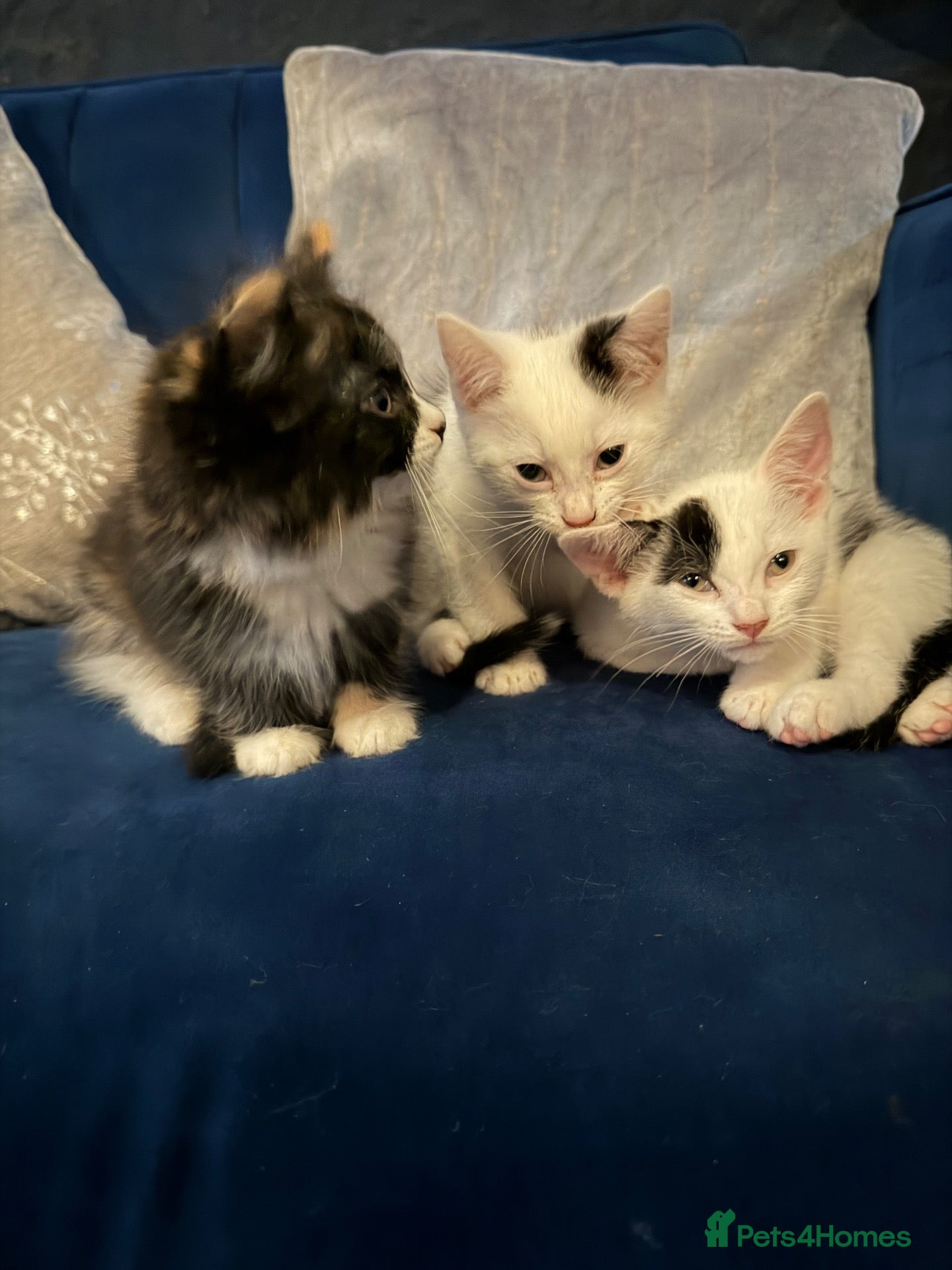 Mixed Breed cats I have 3 beautiful kittens left  - Advert 4