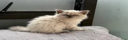 Selkirk Rex cats for sale: Two kittens left  - Advert 3