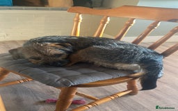 Border Terrier dogs for stud: Benji, boarder terrier stud dog  - Image 12
