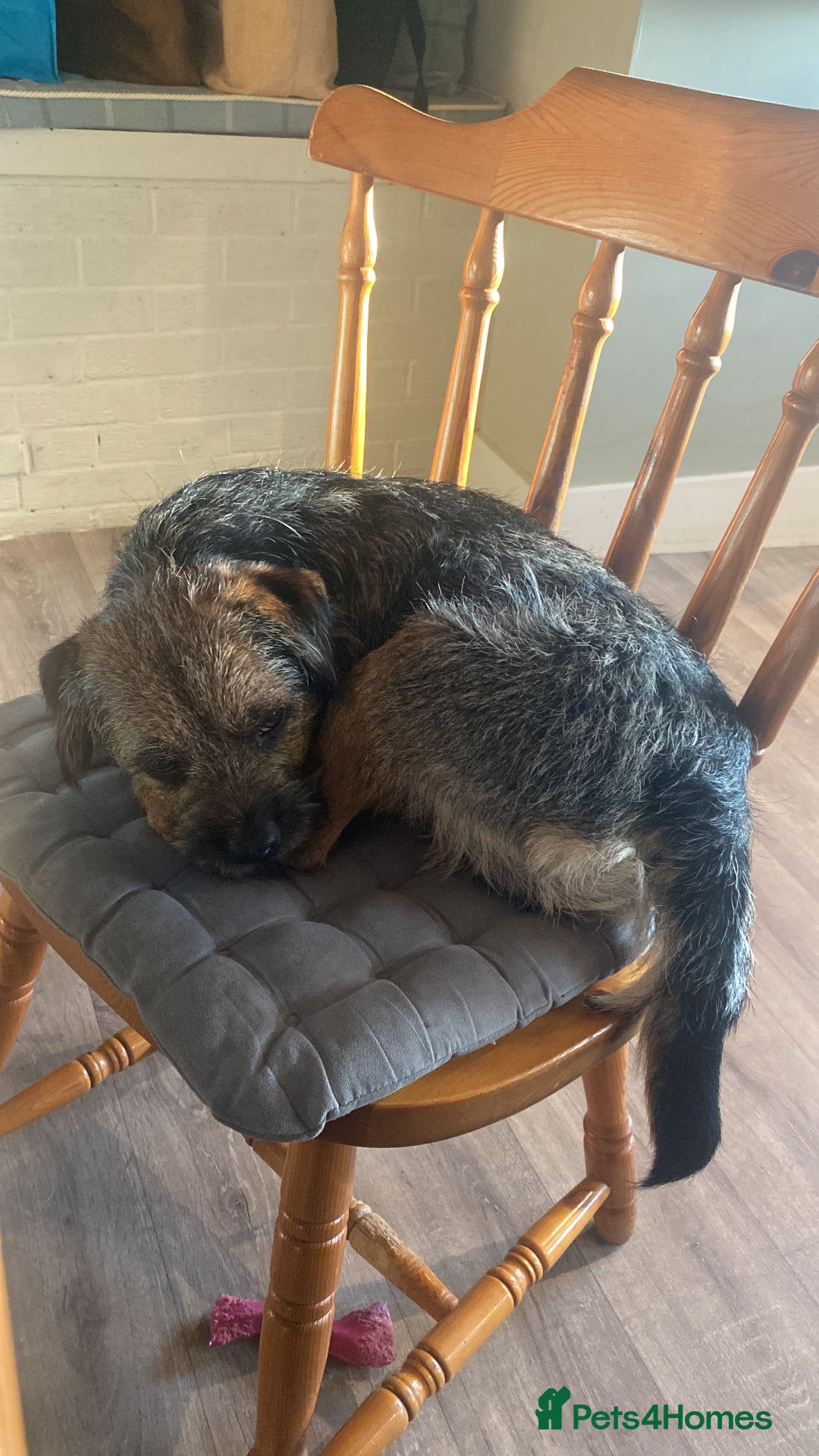 Border Terrier dogs for stud: Benji, boarder terrier stud dog  - Image 12